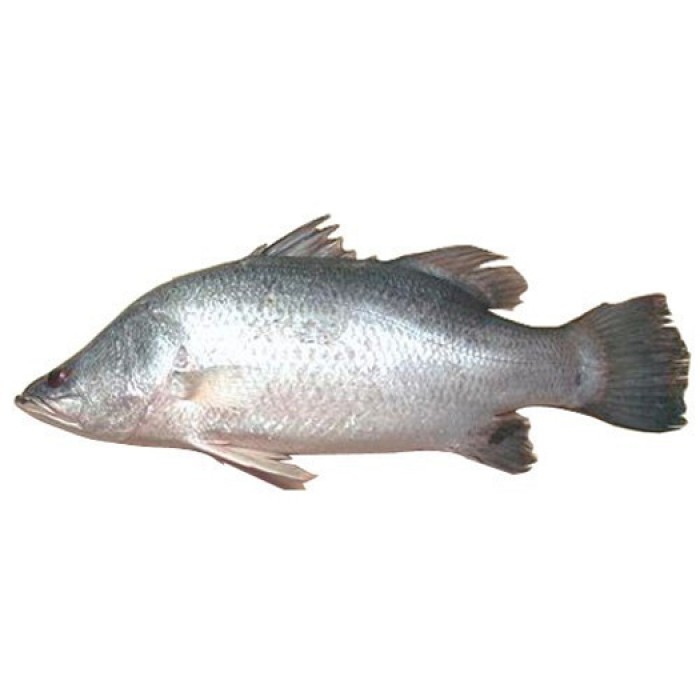 Bhetki Fish - whole Gross Wt. 1.5 kg