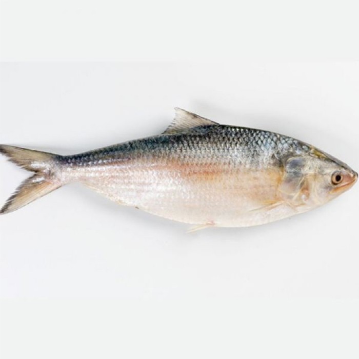 Hilsa / Ilish Fish Gross wt. 500 gm