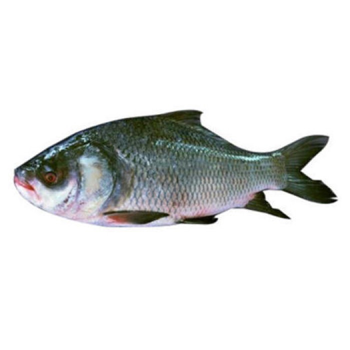 Fresh Katla Fish Gross Wt. 1.5kg