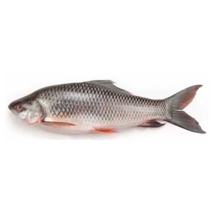 Fresh Rohu Fish Gross Wt. 1.5kg