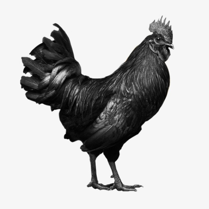 Kadaknath Country Chicken Gross Wt. 850g