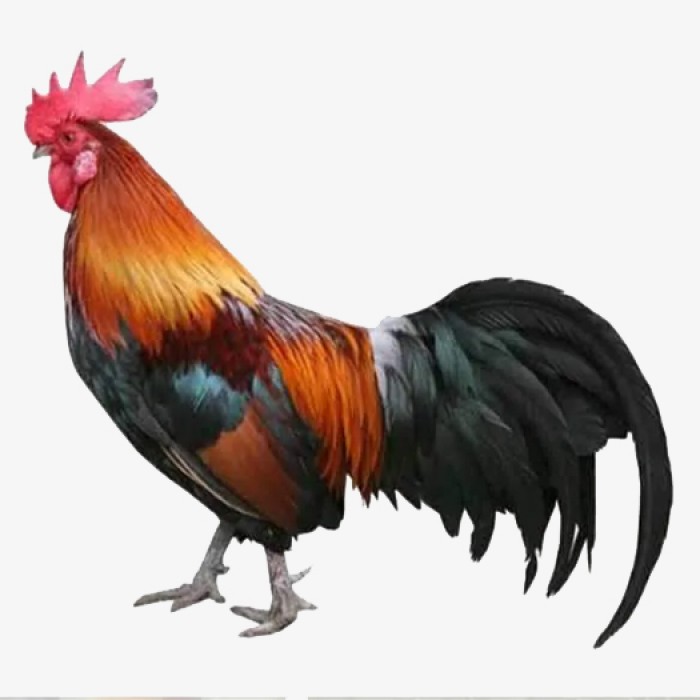 Country Chicken / Desi Chicken Gross Wt. 1200g